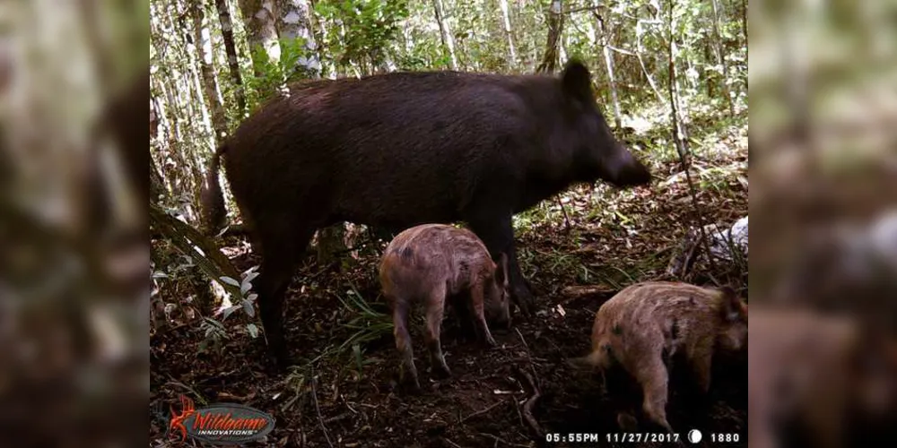 Animal é considerado exótico invasor e pode causar danos às espécies nativas da Unidade de Conservação