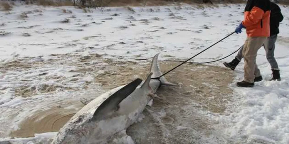 Tubarão morreu congelado nos EUA/Foto? Divulgação  Facebook/Atlantic White Shark Conservancy 