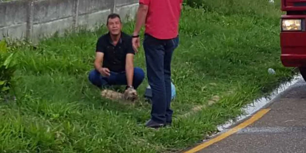 Animais resgatados pelos bombeiros foram atendidos por veterinário no local da tragédia
