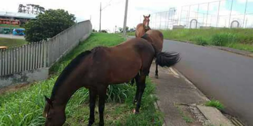 Imagem ilustrativa da imagem Cavalos soltos em avenida de PG preocupam