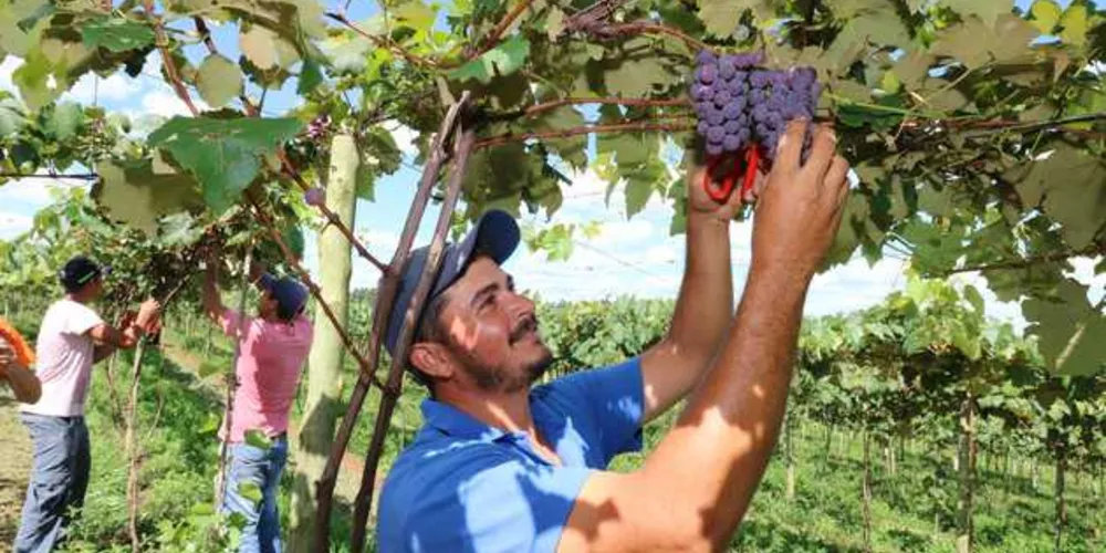 Imagem ilustrativa da imagem Produtores irão ofertar 25 toneladas de uva em Feira