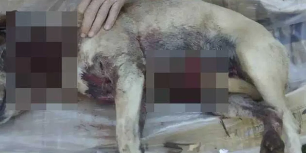 Cachorrinha chamada Lassie foi encontrada morta a facadas no bairro Santo Antônio