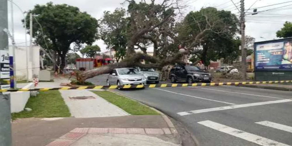 Imagem ilustrativa da imagem Árvore cai sobre carros que esperavam semáforo abrir