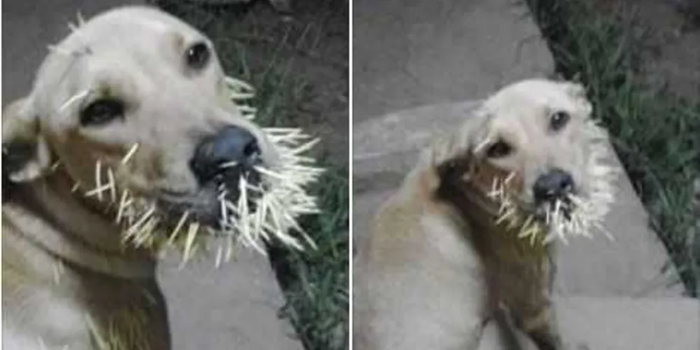 O animal sangra e se contorce com as dores. Dono pede ajuda para trata-lo