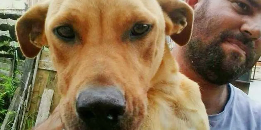 Imagem ilustrativa da imagem Cão Zeus recebe tratamento após apelo