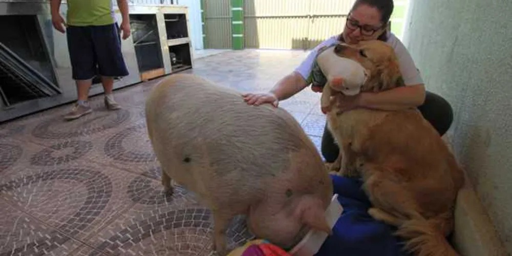 Imagem ilustrativa da imagem Abaixo-assinado pede mudança para criação de mini 'pigs'