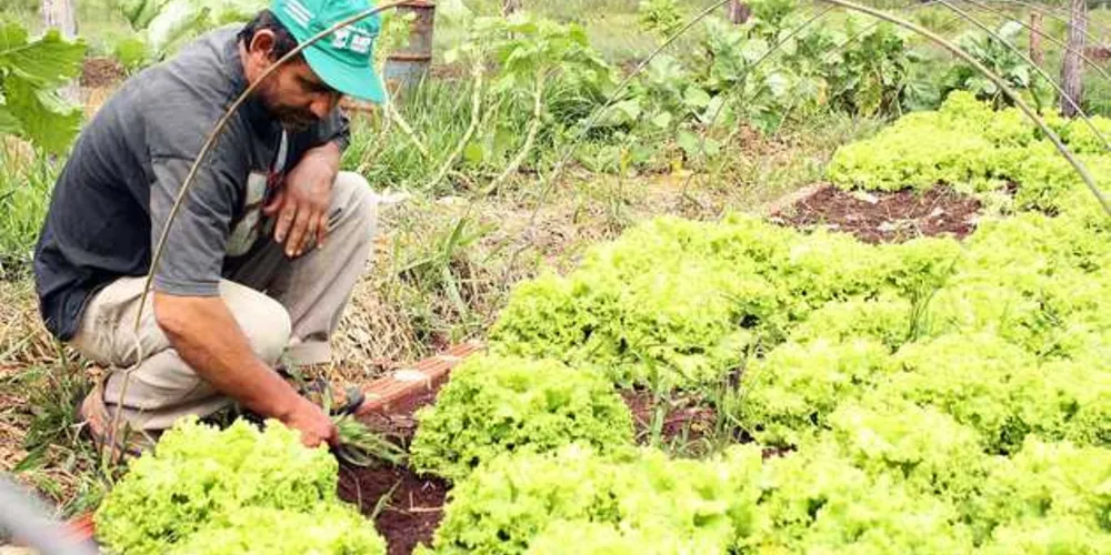 Imagem ilustrativa da imagem Governo muda regras para empréstimo a agricultores familiares