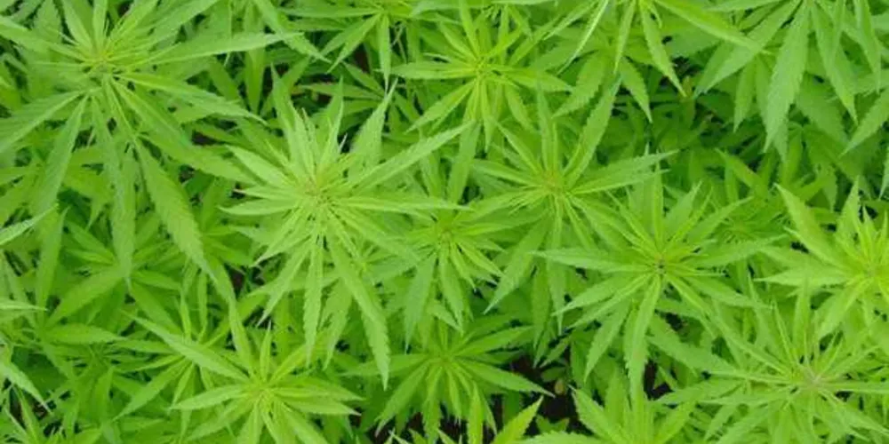 Flor da Cannabis sativa é a base para produção do lubrificante brasileiro