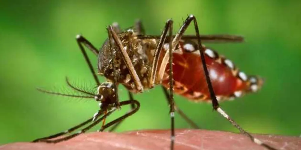 As constantes chuvas no Paraná nas últimas semanas aliadas às temperaturas elevadas exigem mais cuidado com o Aedes aegypti/Foto: Reprodução Portal Brasil 