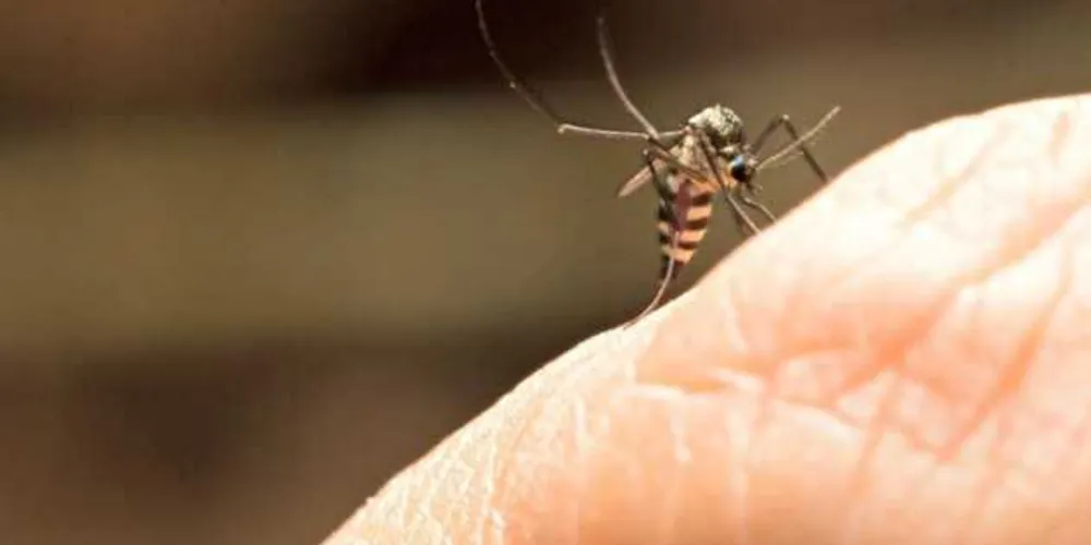 Ontem, a Vigilância Sanitária confirmou o primeiro caso de febre amarela em macacos em Niterói, na Região Metropolitana do Rio/Foto: Reprodução 