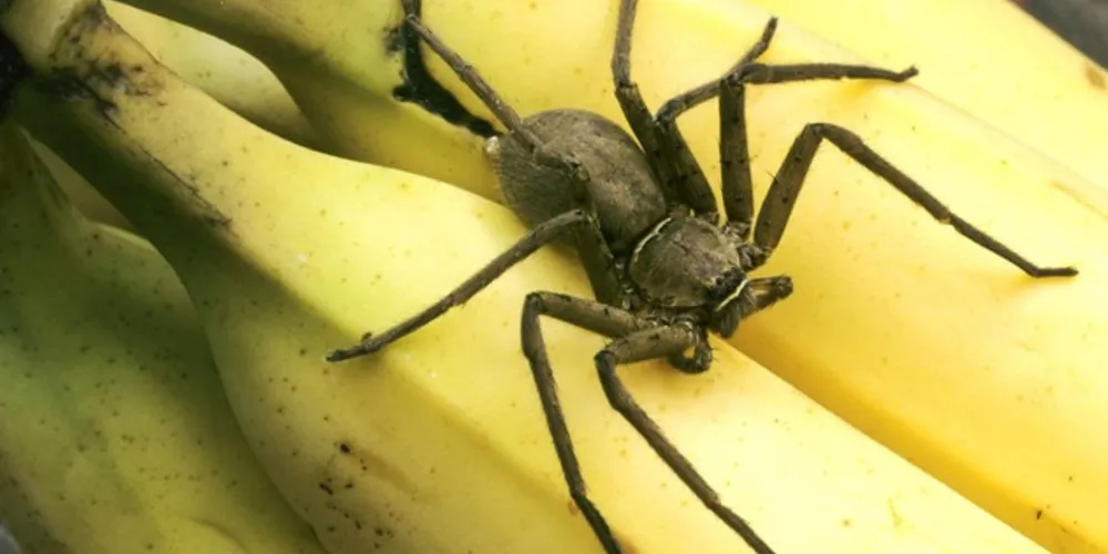 Em inglês, o artrópode desse gênero é conhecido como "Brazilian wandering spider", que significa algo como "aranha nômade brasileira"./Foto: BLICKWINKEL, ALAMY