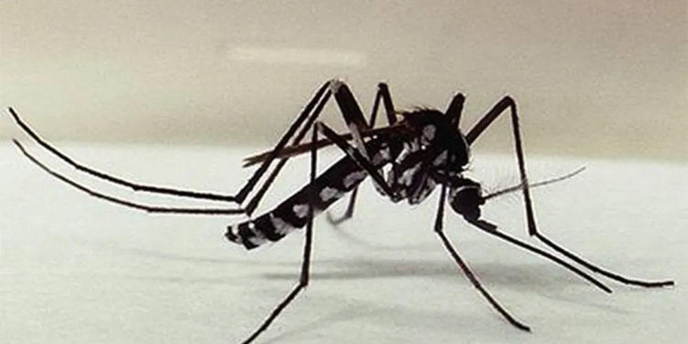 De julho de 2017 até agora, 25 pessoas morreram em Minas Gerais por conta da febre amarela/Foto: Divulgação Fio Cruz