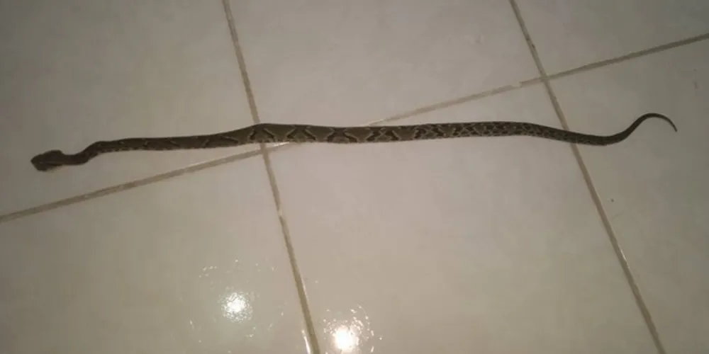 Vítima conseguiu matar a cobra e a levou até o hospital para que os médicos soubessem qual o melhor tratamento para a picada