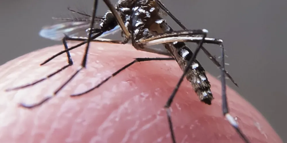 Caso reforça importância de combater o mosquito Aedes aegypti, transmissor da doença