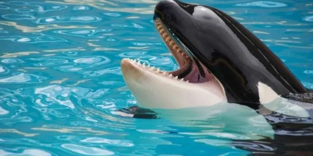 As orcas são um dos poucos animais que têm a capacidade de reproduzir novos sons que ouvem de outros bichos/Foto: Divulgação Pixabay