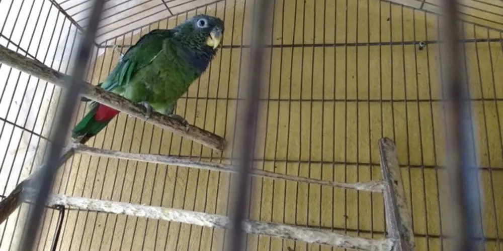 Animal foi submetido a avaliação veterinária depois de ser resgatado