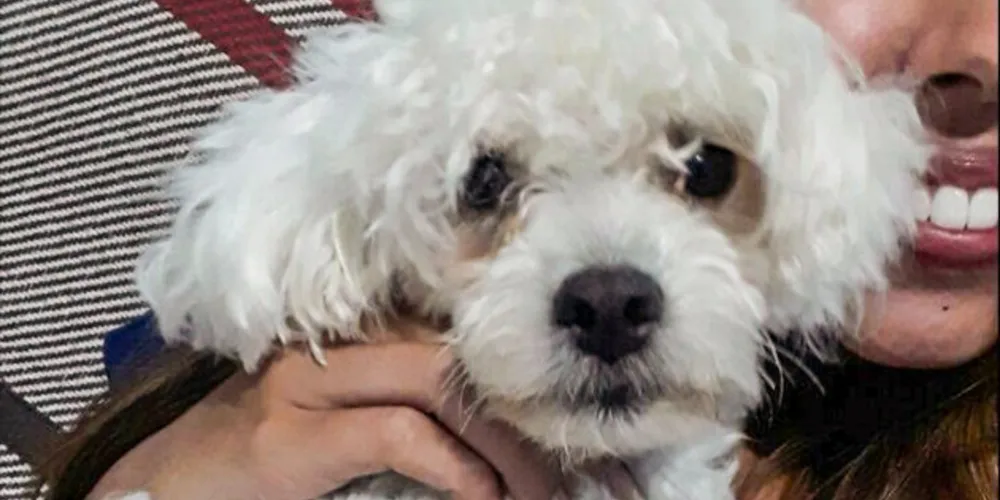 Dona está oferecendo gratificação para quem encontrar e devolver a cachorrinha poodle de fugiu na tarde de ontem