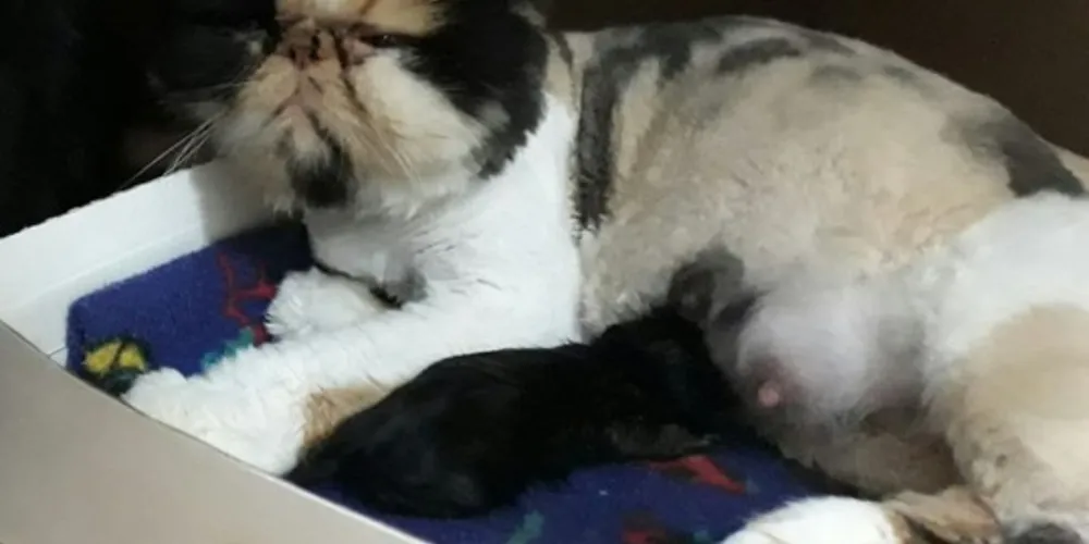 Imagem ilustrativa da imagem Desaparecimento de gata deixa criança doente