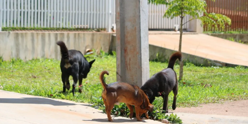 Donos são responsáveis por animais soltos nas ruas