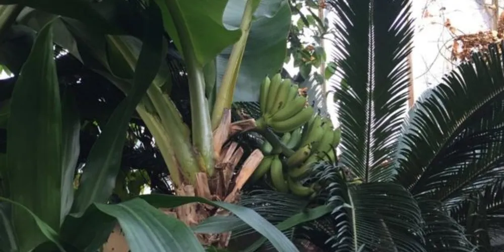 Bananas do tipo cavendish, como as nanicas, eram cultivadas em estufas no Reino Unido desde 1840/Foto: Reprodução BBC Brasil