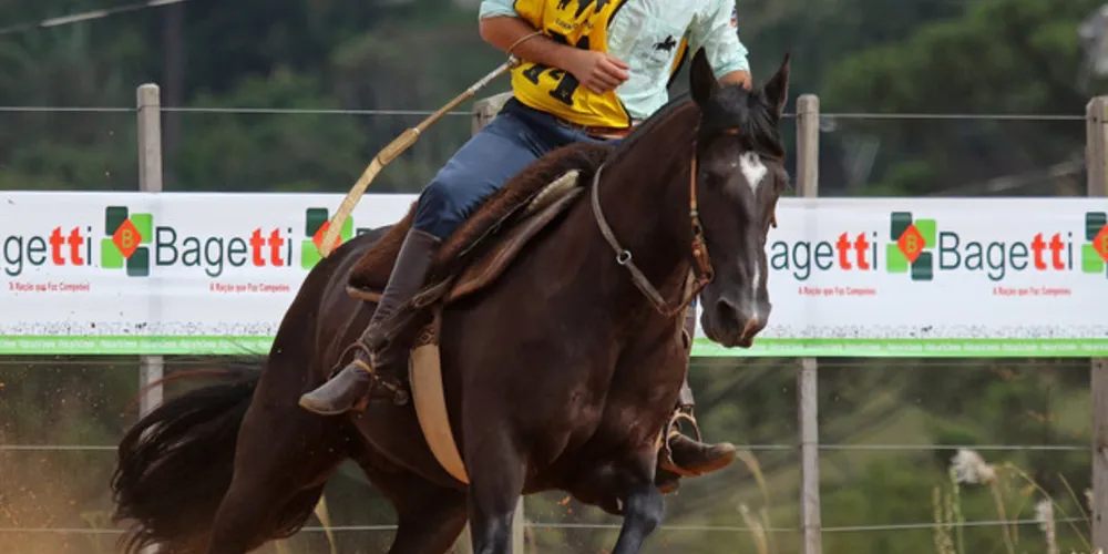 Imagem ilustrativa da imagem Cavalo Crioulo é destaque em evento em Ponta Grossa