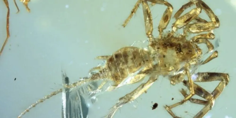 O animal tem presas parecidas com a da aranha e um órgão produtor de fios de seda na parte traseira/Foto: Divulgação Bo Wang