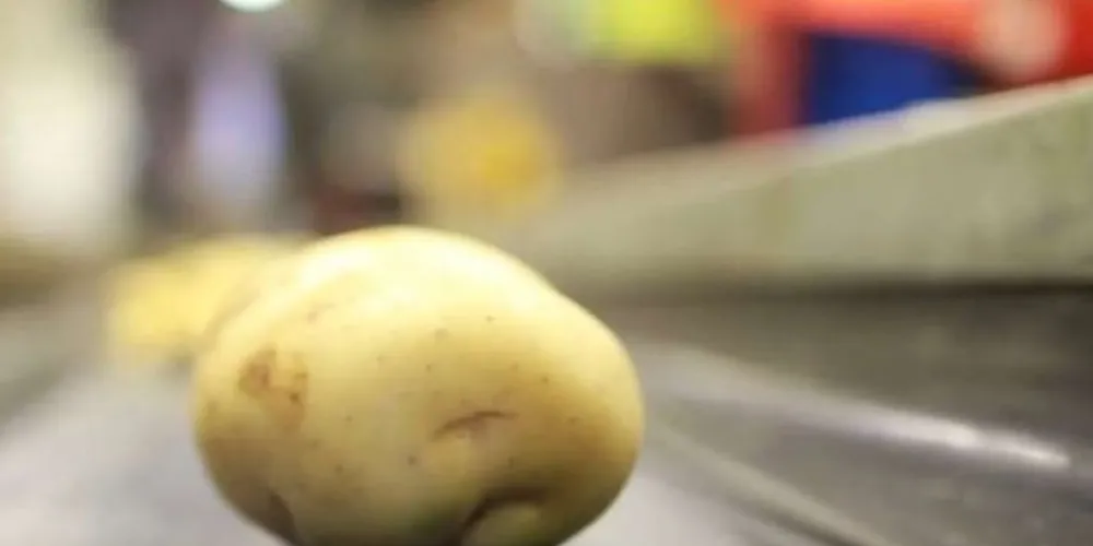 A empresa já desenvolveu copos completamente recicláveis usando fécula de batata e amido de milho/Foto: Reprodução Biome Bioplastics