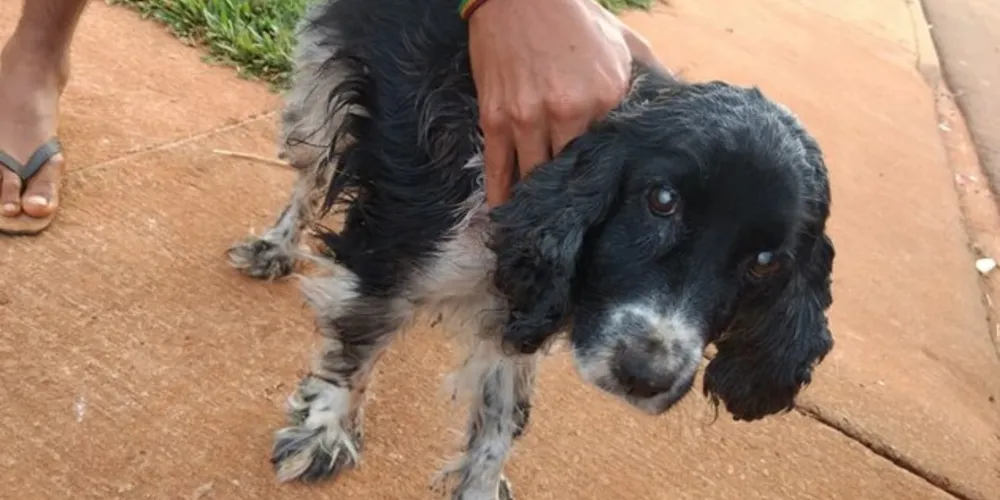 Cadela está cega e teria sido abandonada 