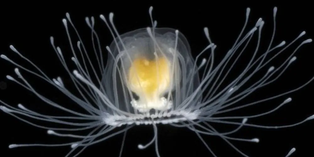 A pequena água-viva Turritopsis nutricula pode viver para sempre /Foto: Reprodução/USP