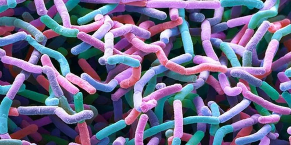 Doenças resistentes a remédios, matam cerca de 700 mil pessoas por ano/Foto: Divulgação Science Photo Library