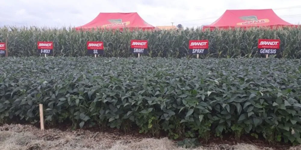 Imagem ilustrativa da imagem Brandt irá expor case de sucesso de produtividade no Show Tecnológico