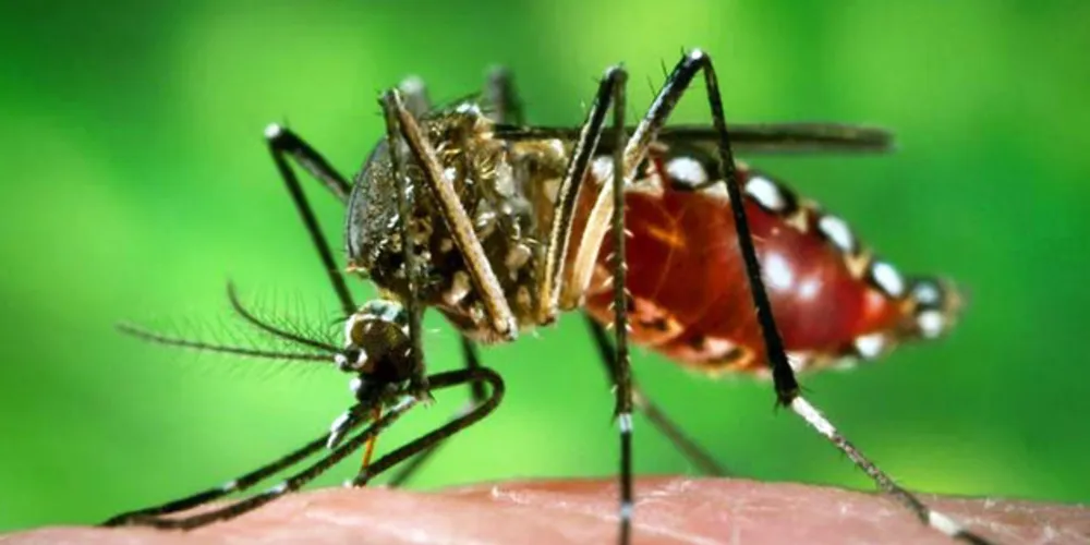 Fêmeas do Aedes aegypti transmitem doenças como dengue e zika por meio da picada em seres humanos/Foto: Divulgação Portal Brasil
