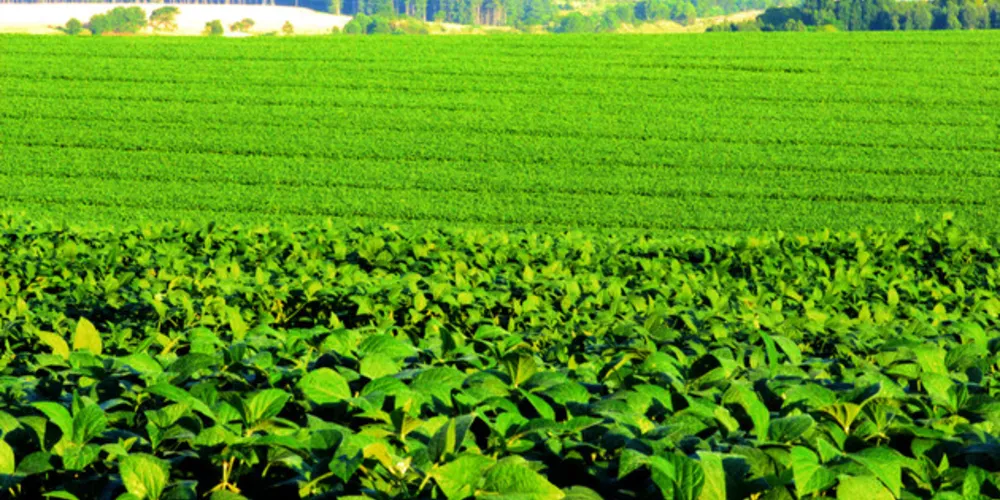 Imagem ilustrativa da imagem Agricultores iniciam colheita da soja com perspectiva de produção recorde