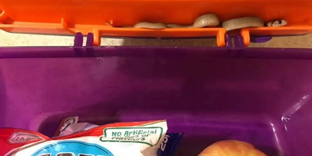 A serpente foi encontrada dentro de uma lancheira/Foto: Reprodução Facebook