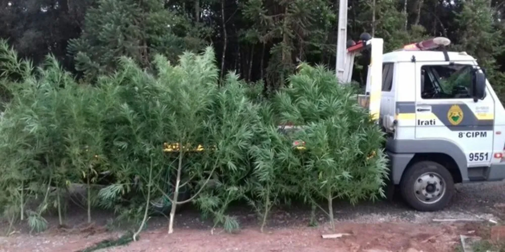 Imagem ilustrativa da imagem Polícia Militar apreende pés de maconha na região