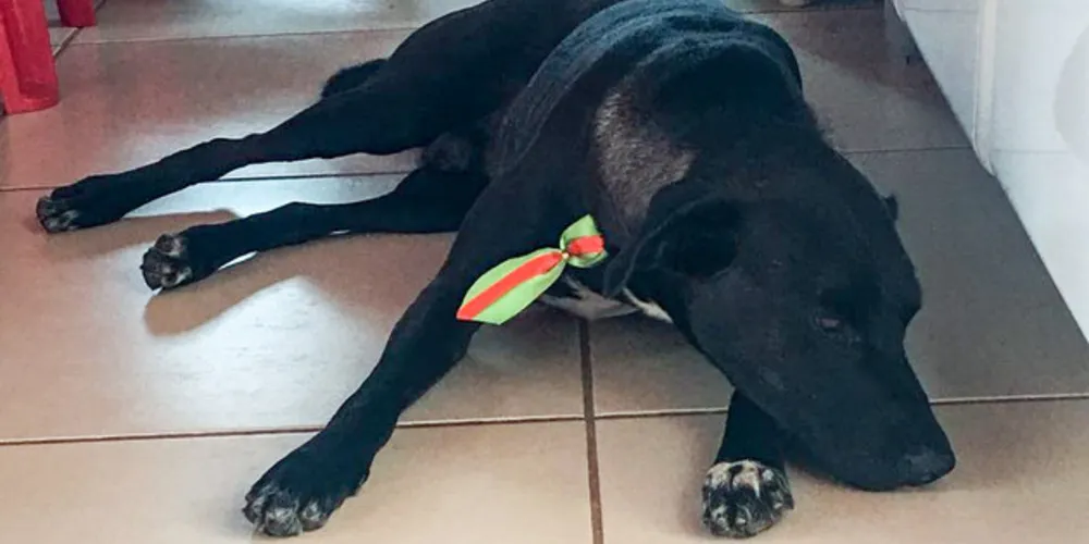 Imagem ilustrativa da imagem Dona faz campanha para encontrar cão desaparecido