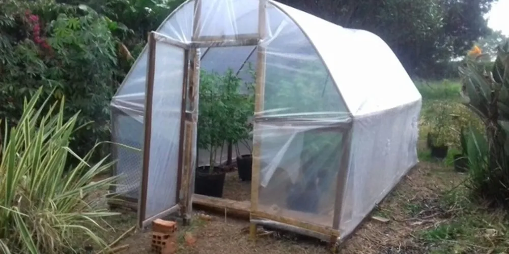 Imagem ilustrativa da imagem Justiça mantém prisão de professor pego com maconha