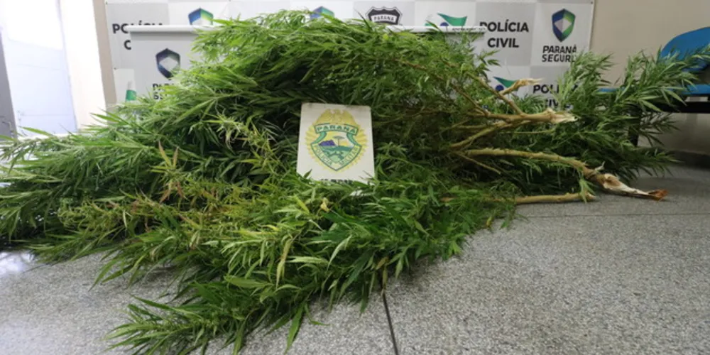 Pé de maconha tinha aproximadamente três metros de altura