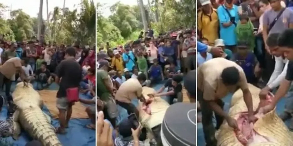 Crocodilo de 6 metros é dissecado em Bornéu/Foto: Reprodução YouTube(Yuni Rusmini chanel)