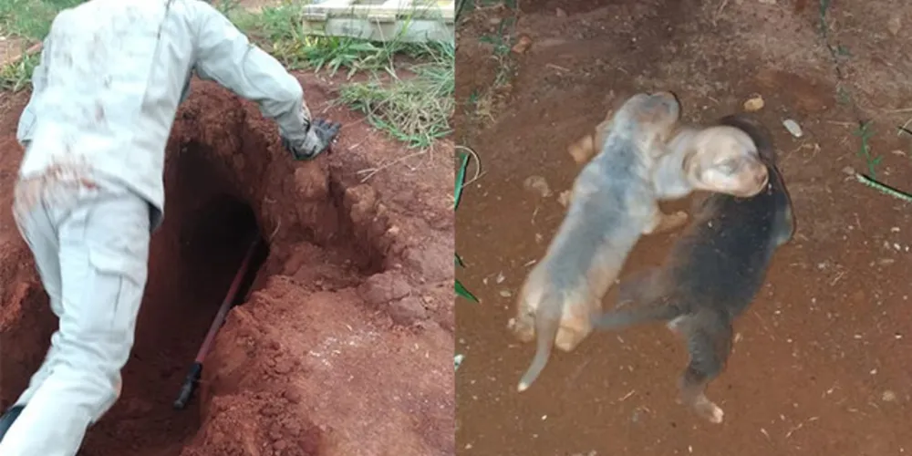 Imagem ilustrativa da imagem Bombeiros abrem vala para resgatar filhotes de cachorro