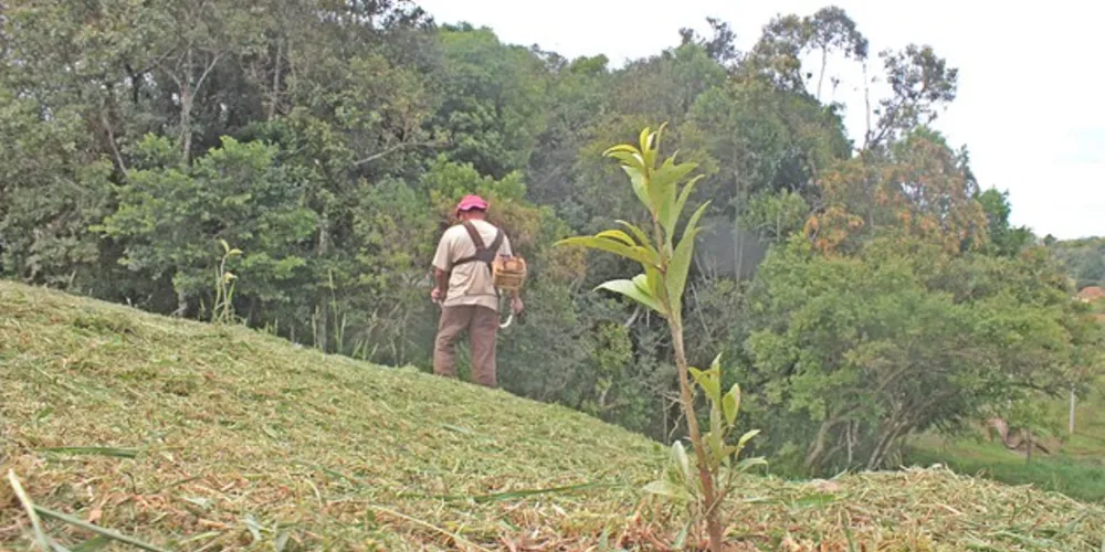 Imagem ilustrativa da imagem TransPrimo implanta bosque para minimizar impactos ambientais