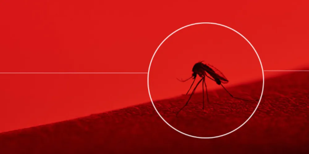  Mosquitos percebem quando você tenta matá-los – e se lembram disso/Foto: Reprodução iStock 