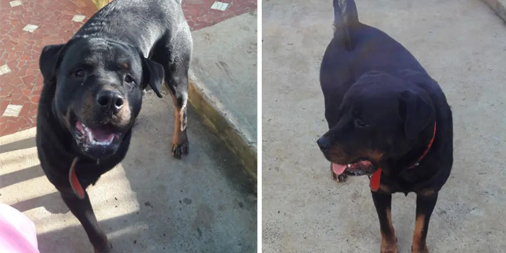 Imagem ilustrativa da imagem Família procura Rottweiler que desapareceu em PG