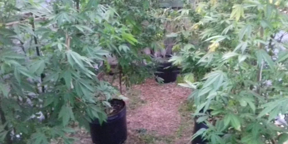 Associação defende descriminalização da maconha em PG