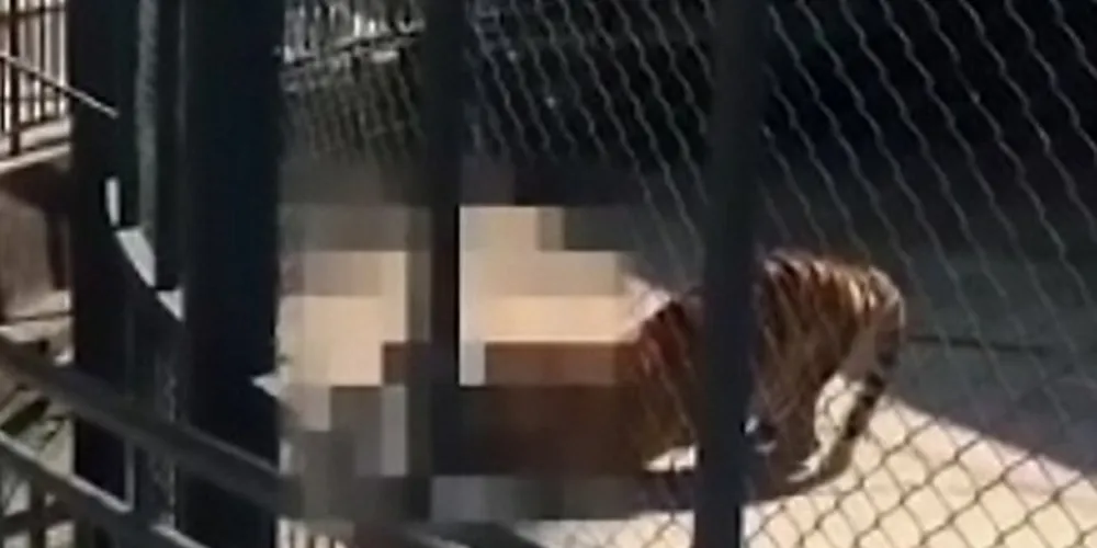 O treinador estava junto com o tigre na jaula/Foto: Reprodução AsiaWire