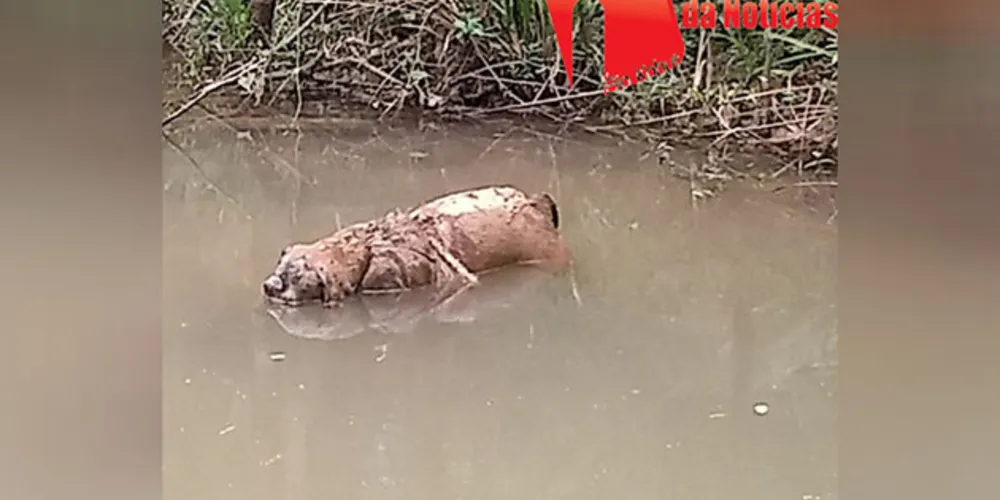 Imagem ilustrativa da imagem Cachorro é amarrado e jogado em riacho da região