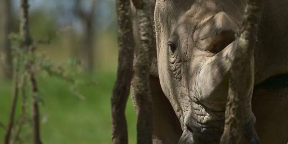 Sudan morreu aos 45 anos, no Quênia/Foto: Reprodução AFP