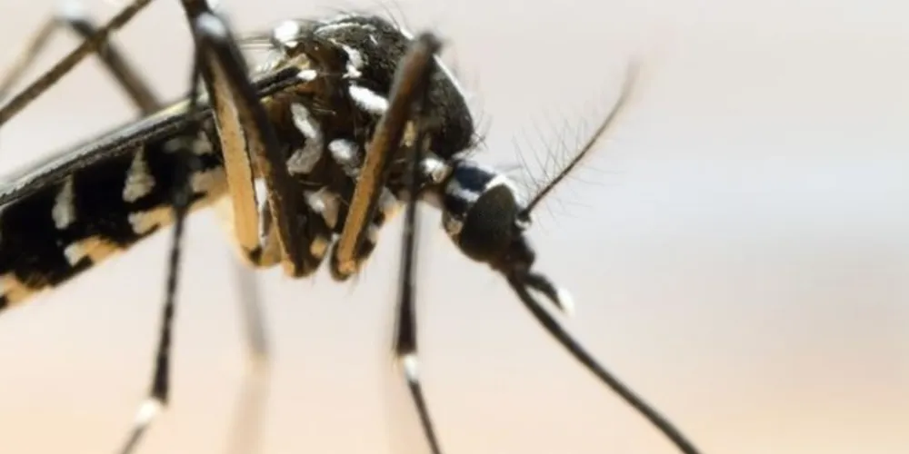 Somente machos do “Aedes do Bem” são liberados em vias públicas por não picarem as pessoas/Foto: Reprodução Shuttersock