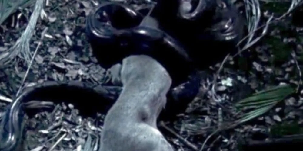 Após a refeição a cobra só se alimentará daqui 12 meses/Foto: Reprodução Mirror