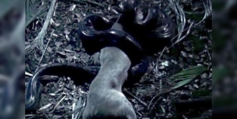Após a refeição a cobra só se alimentará daqui 12 meses/Foto: Reprodução Mirror